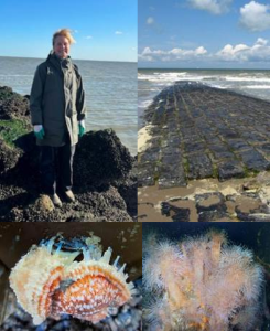 DES AN&Eacute;MONES DE MER AU ZOUTE ! 
